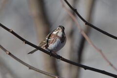 うまく撮れましたか？　　DSC_7520