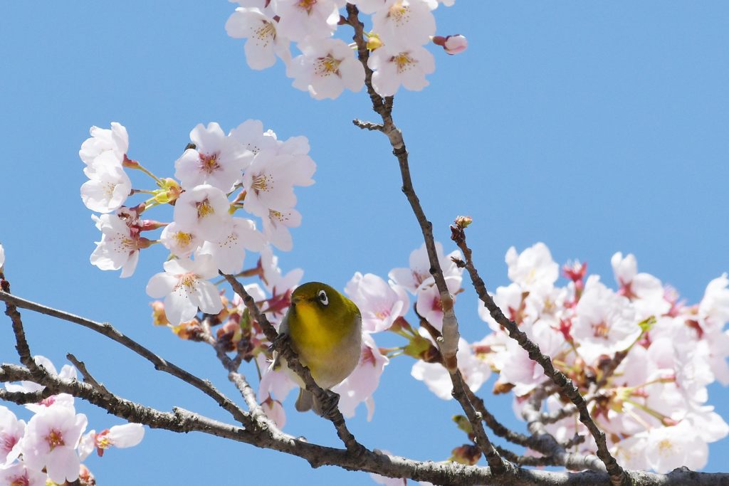 平成最後の桜ジロー　DSC_9673