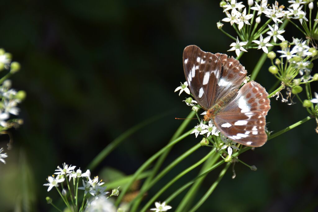 メスグロヒョウモン　DSC_7671