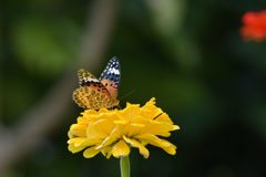 黄色いテーブルにて　DSC_1000