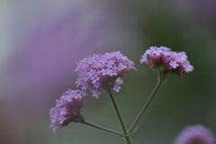 三尺バーベナ　　DSC_2161