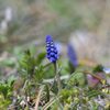 ムスカリ　　DSC_1430
