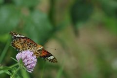 美しい翅開く　　 DSC_4775