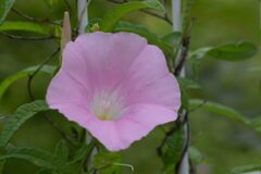 野の花　DSC_7328