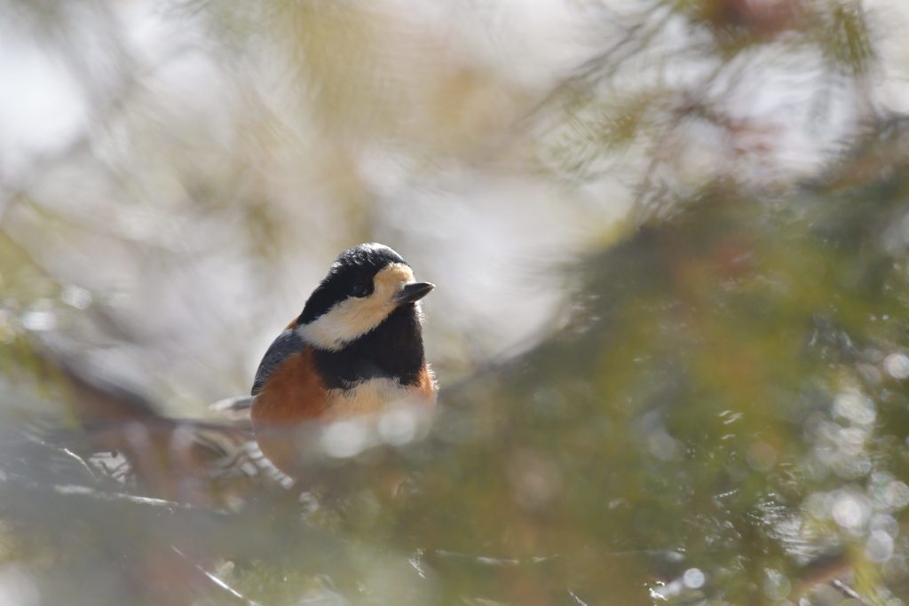 ヤマガラ　DSC_5644