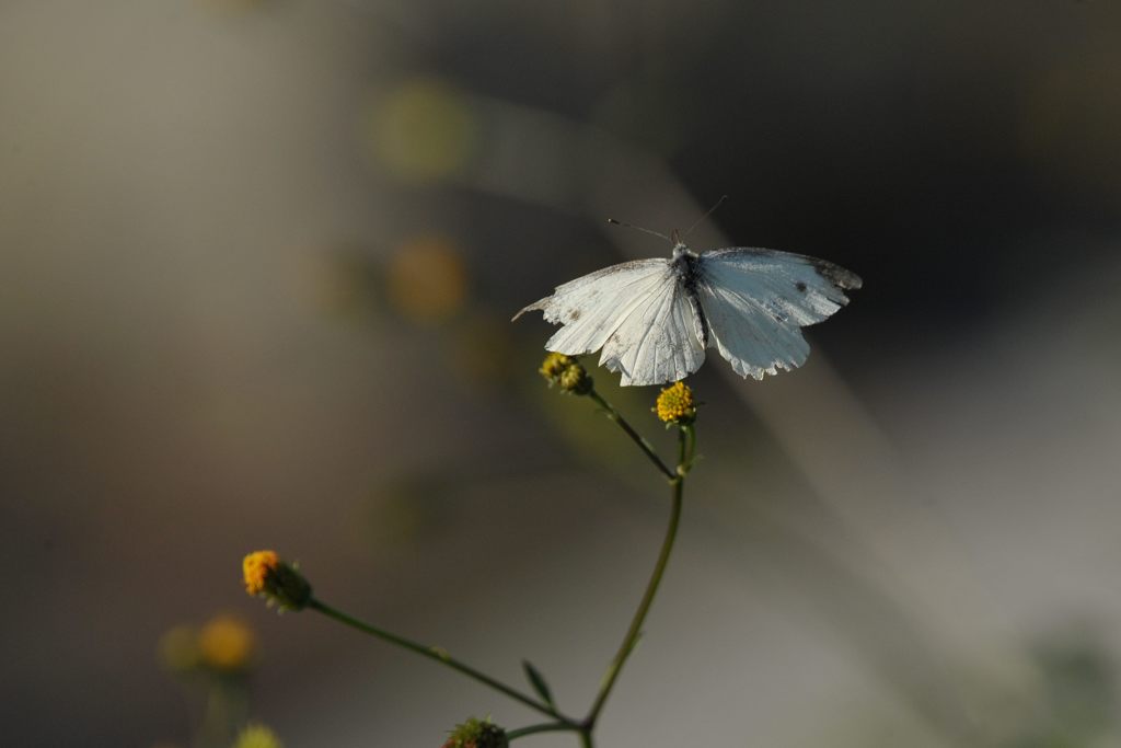 モンシロチョウ　DSC_9595
