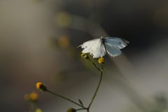 モンシロチョウ　DSC_9595