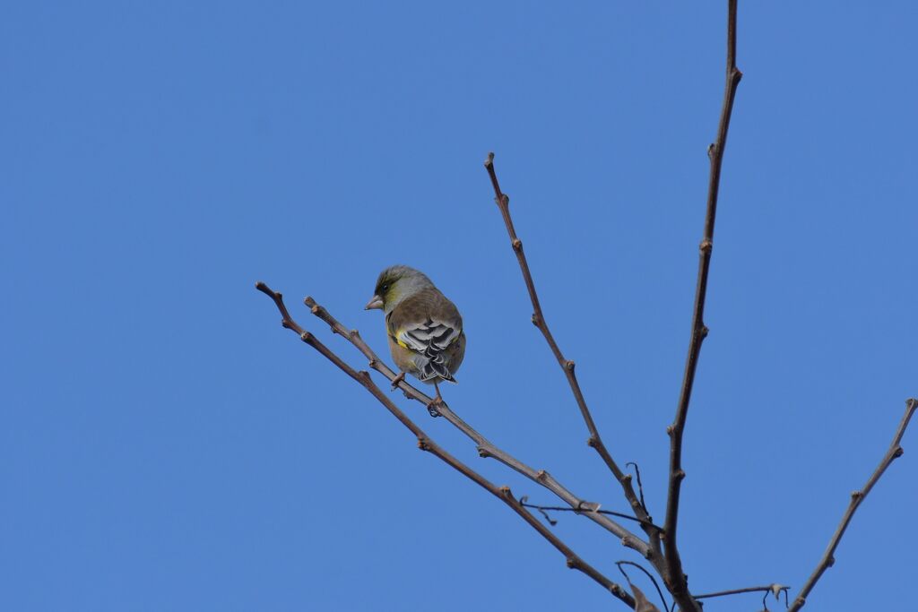 カワラヒワ　　DSC_1806