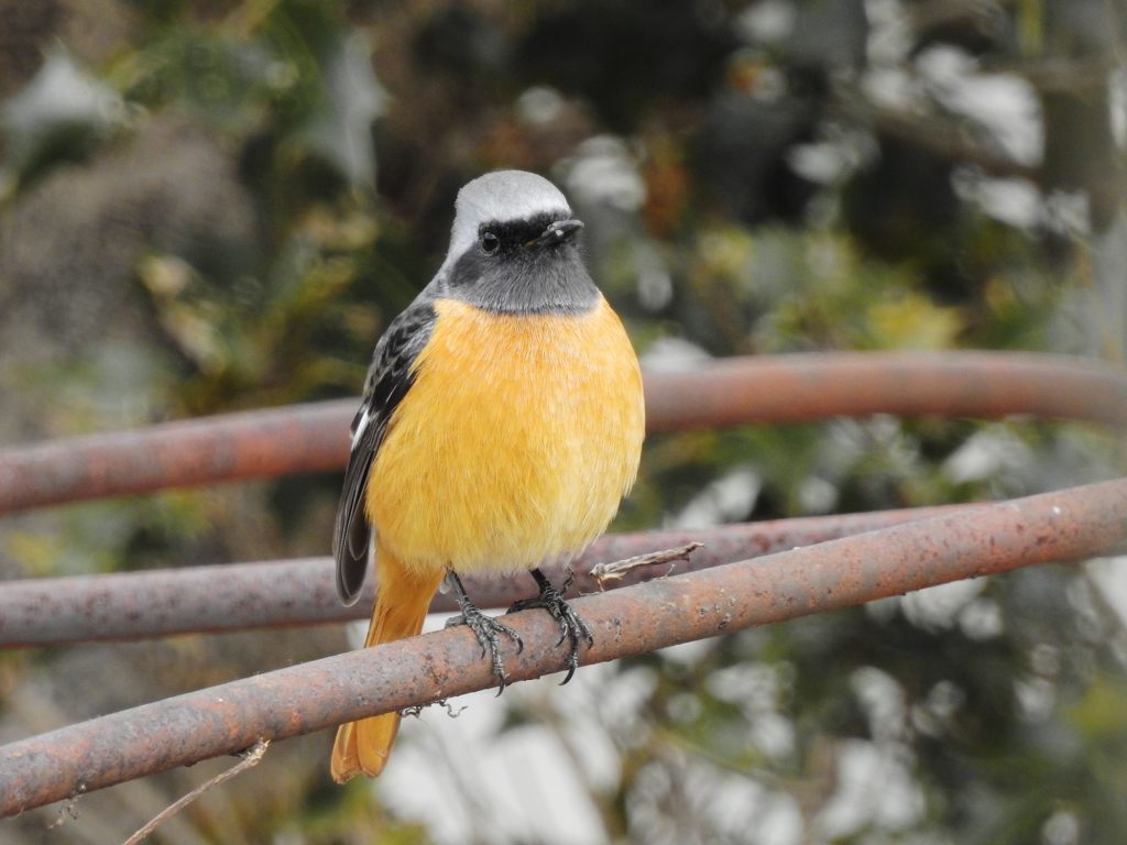 庭のジョウビタキ　２　DSCN2668