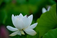 ここがいいの・・・　　DSC_4231