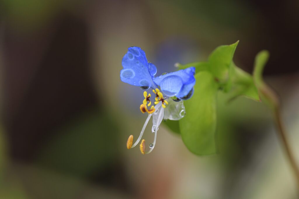 雨に濡れて　　DSC_3361