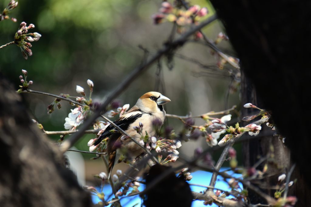 しめしめ、よい所に　　DSC_1236