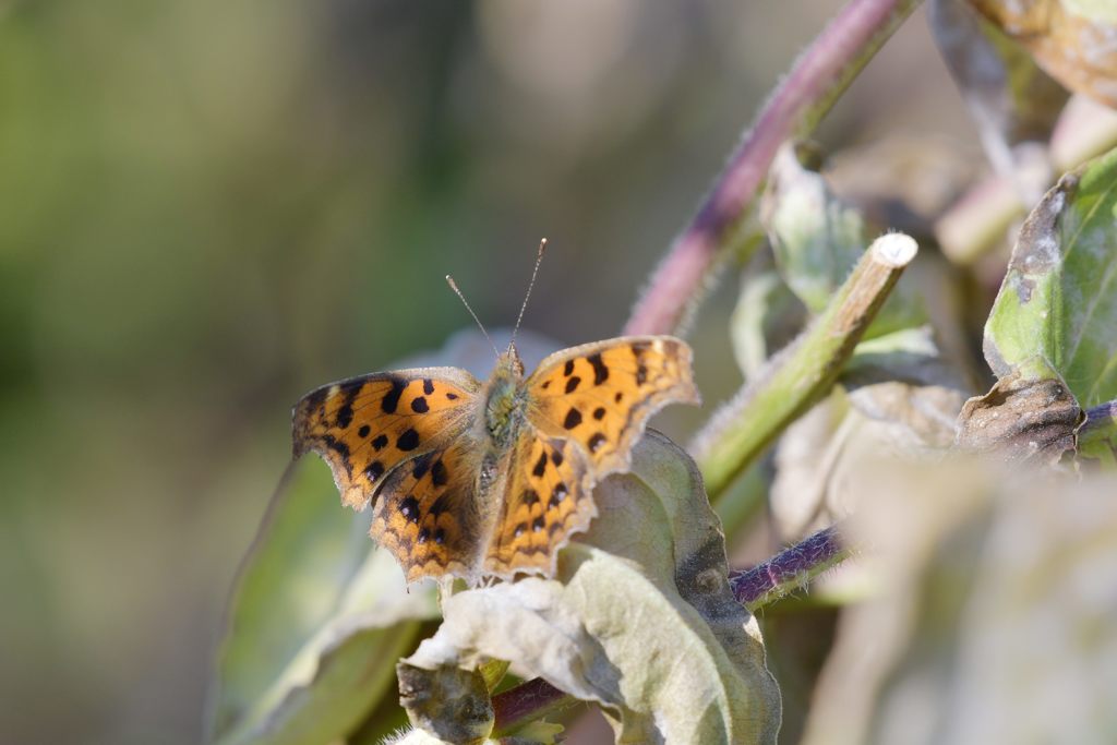 ひなたぼっこ　DSC_2090