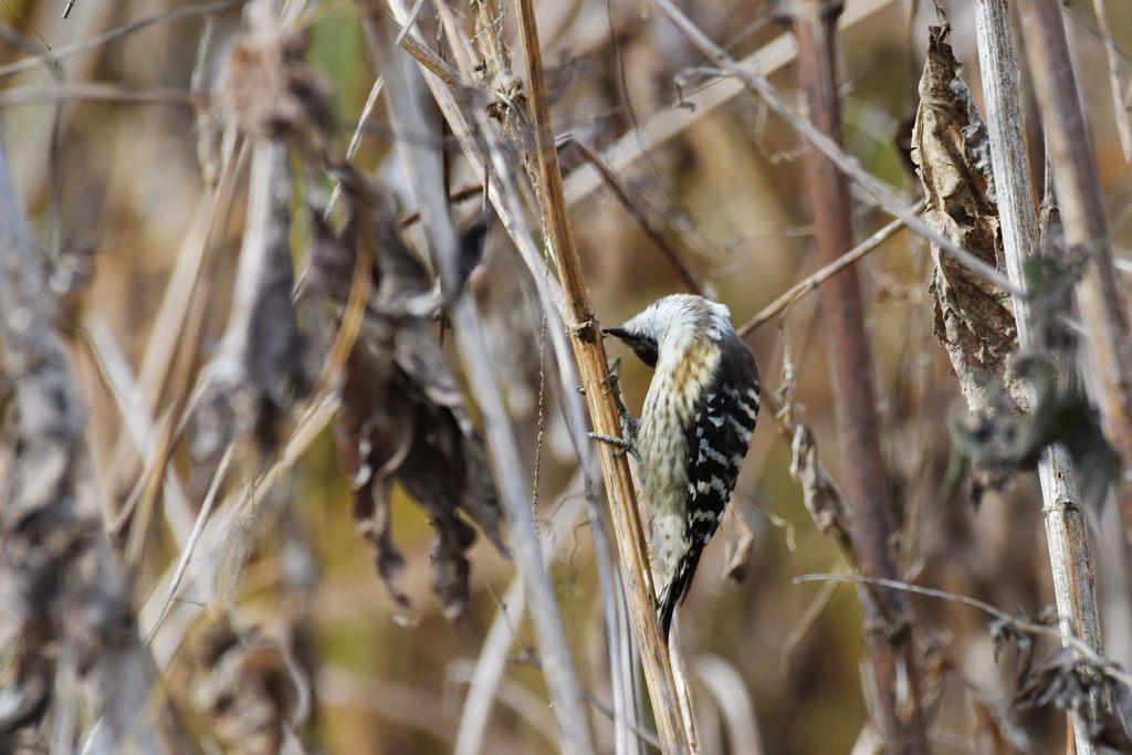 どうなってるの？　DSC_2887