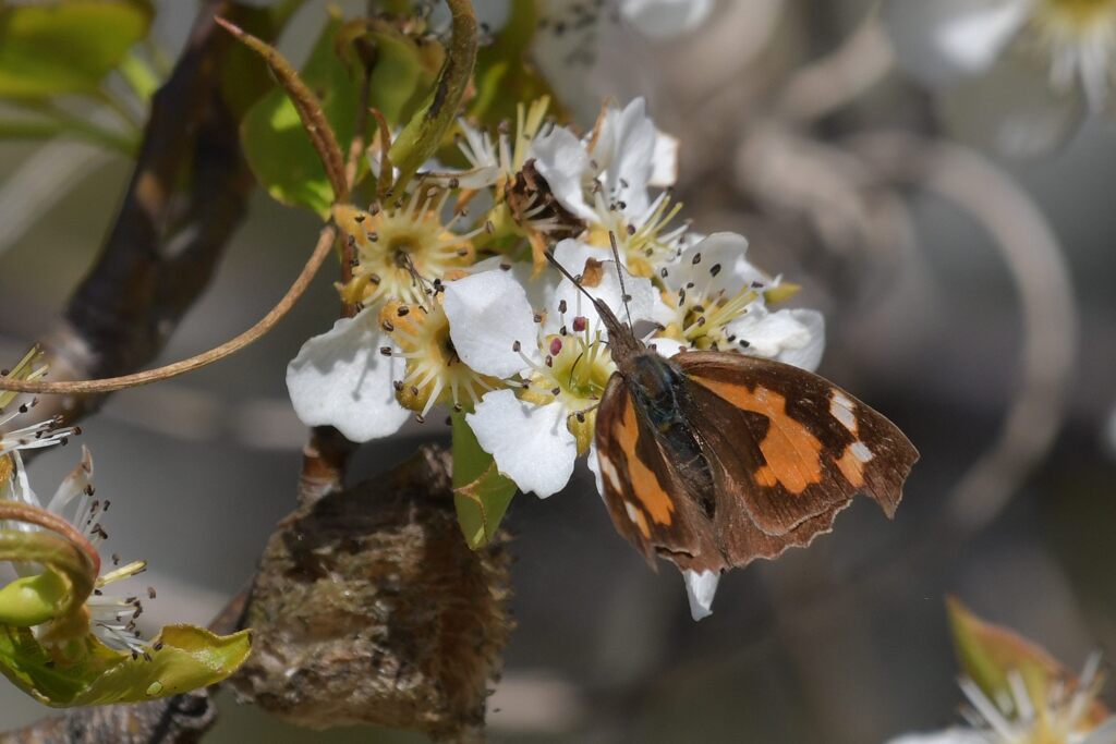 リンゴの残花にテングチョウ　　　DSC_8899