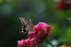 百日草にナミアゲハ　　DSC_1238