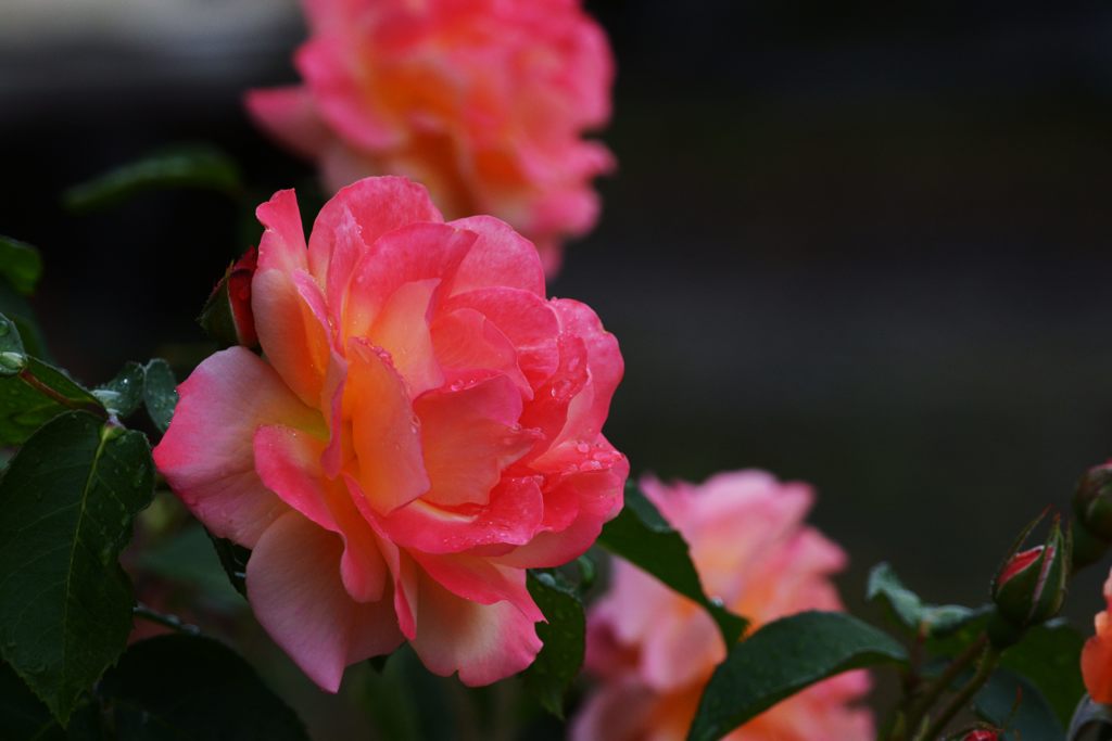 華やかに　DSC_5011