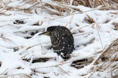 うずくまる　　 DSC_3653