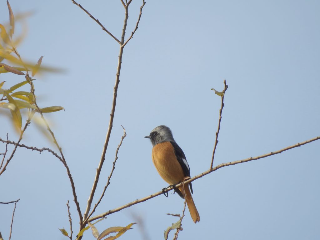 今日も青空　DSCN0189