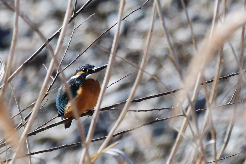 カワセミ　　DSC_3722