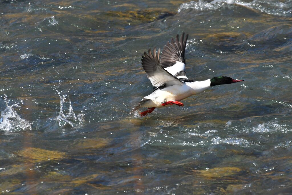 カワアイサの飛び出し　　　DSC_9053