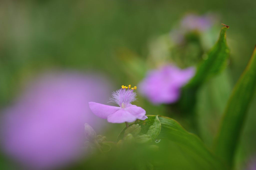 色重ねて　DSC_2860