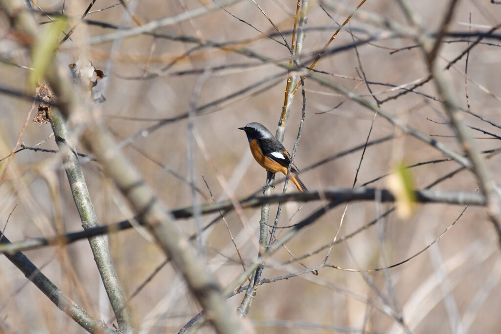 川原のジョウビタキ　１　　　DSC_6187