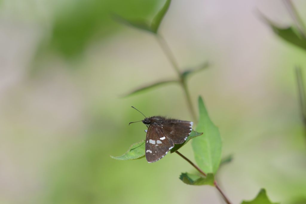 ダイミョウセセリ　２　DSC_3654