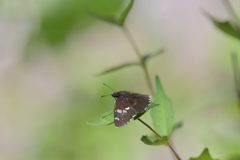 ダイミョウセセリ　２　DSC_3654
