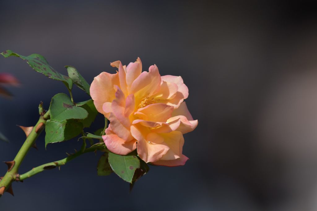 秋のバラ一輪　DSC_0817
