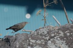 かけあがる　DSC_5421