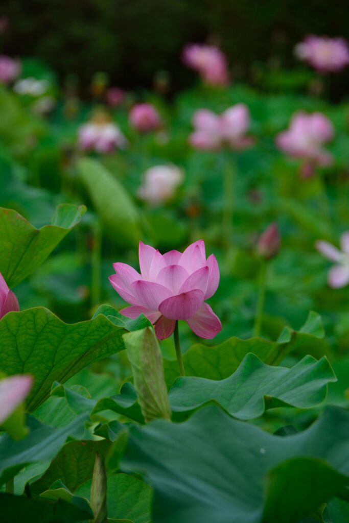 ハスの花　　DSC_5799