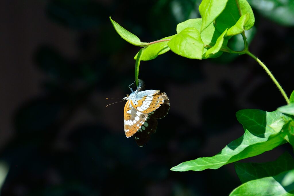 アサマイチモンジ　　　DSC_5703