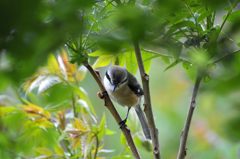 新緑の陰で　　DSC_3169