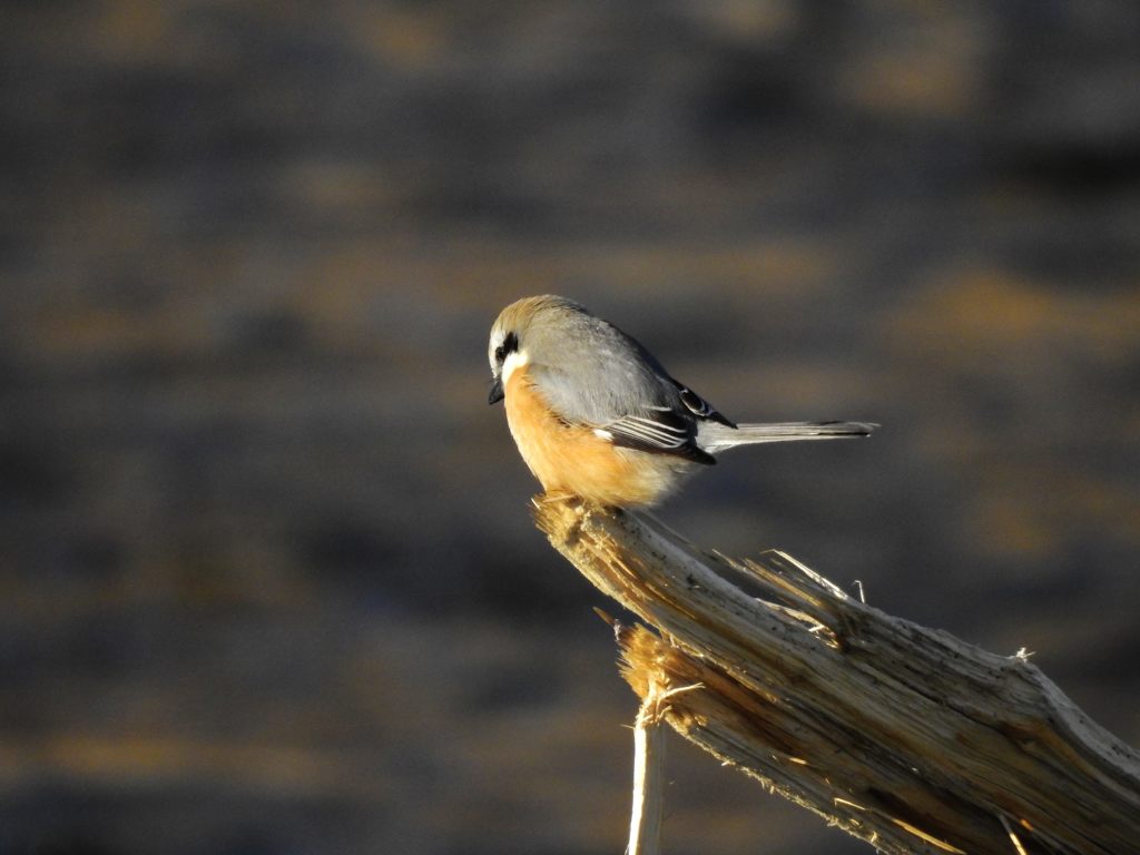 飛び出す？　DSCN3374