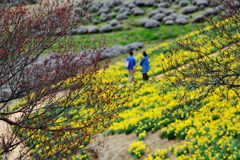 近いうちに　　DSC_1548