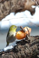 雪メジロ　 DSC_2776