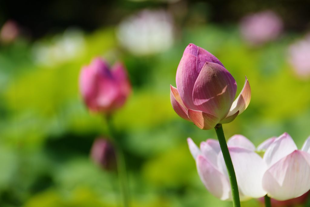 つぼみ　DSC_2813