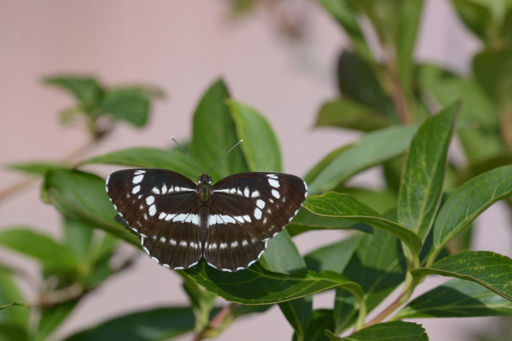 翅　DSC_5484