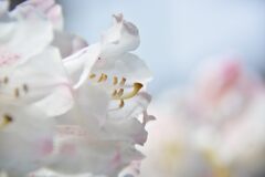 シャクナゲ　　DSC_6554