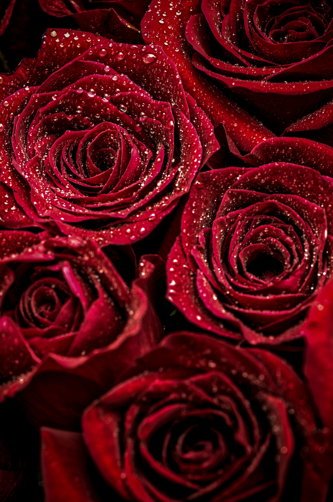 薔薇