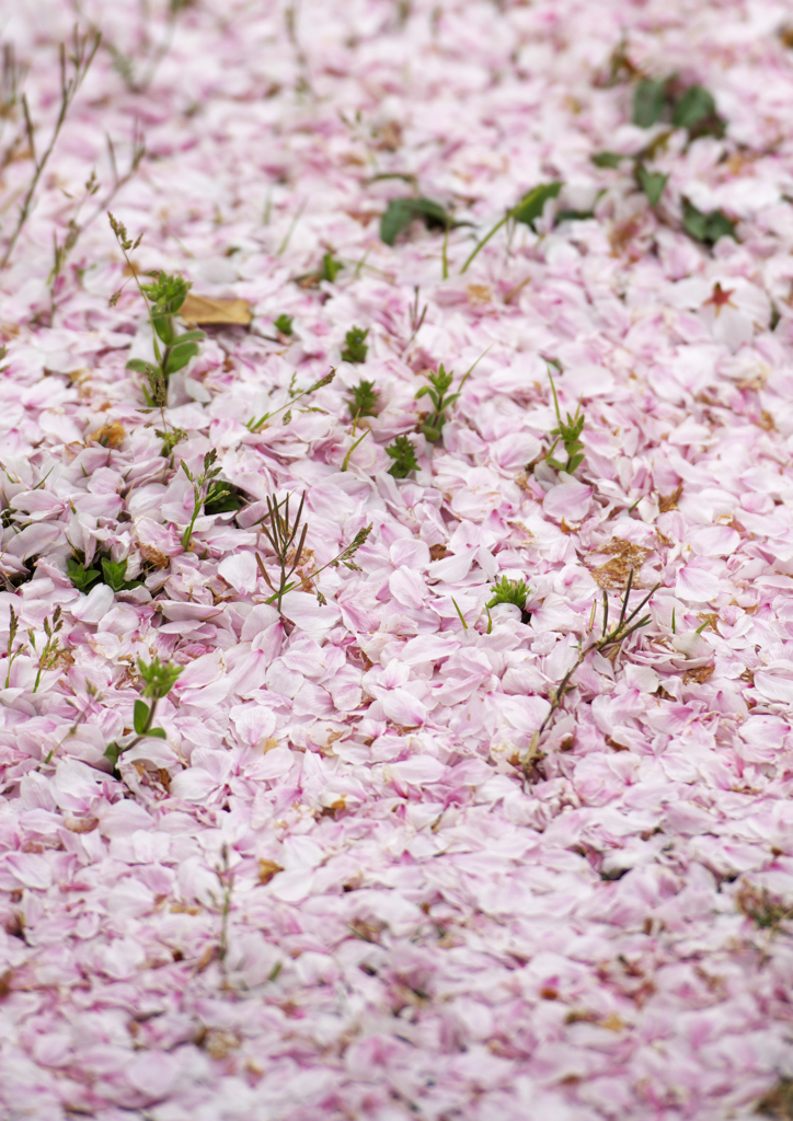 桜の花びら