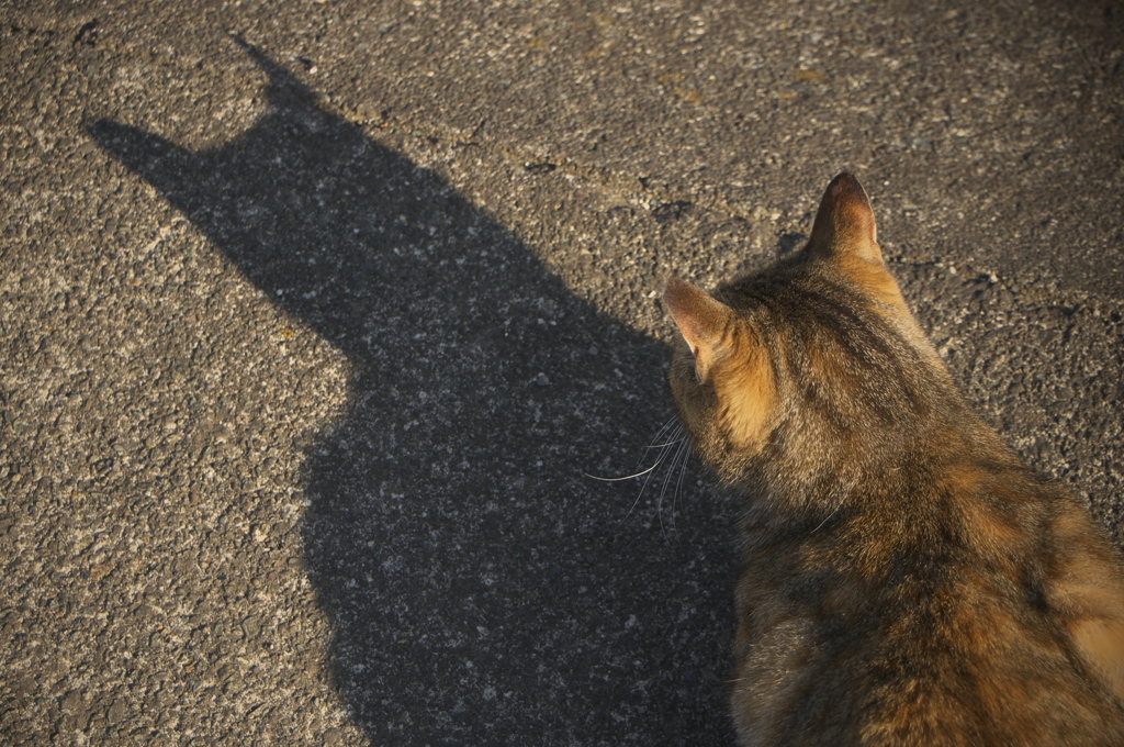 Catwoman