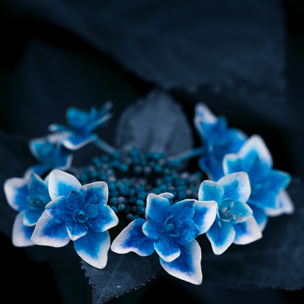 青い花 By Nate67 Id 写真共有サイト Photohito
