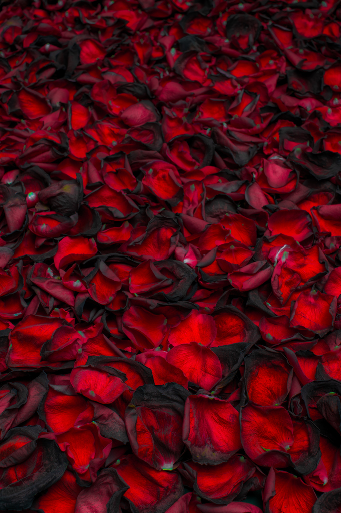 枯れ果てた薔薇の花弁 By Nate67 Id 写真共有サイト Photohito