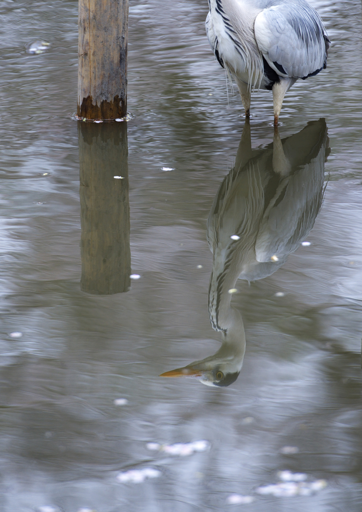 水の中の水鳥