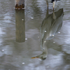 水の中の水鳥