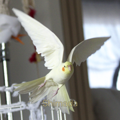 Flying Cockatiel