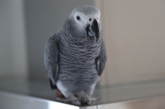 African Grey Parrot