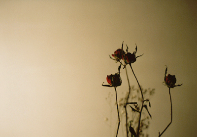 バラの花